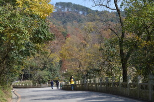 秋日林间漫步小路