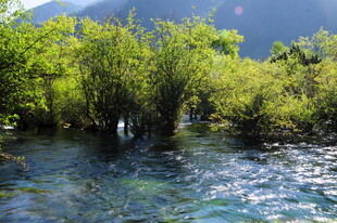 清澈溪流旁的葱郁植被