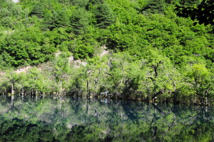 静谧水边绿意盎然的景致