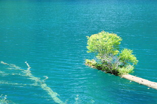 孤树挺立在碧蓝水面