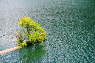 孤树屹立于碧波之上