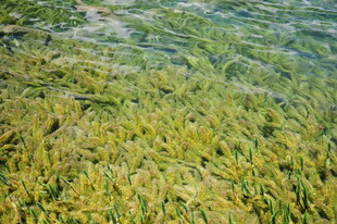 水底嫩绿海藻景观