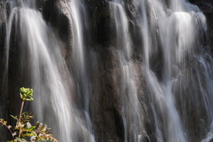 瀑布旁的一抹绿意