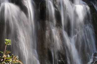 潺潺瀑布旁的一抹绿意