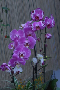 蝴蝶兰  