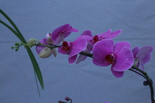 蝴蝶兰  