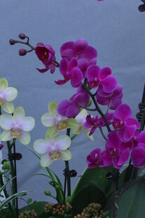 蝴蝶兰  