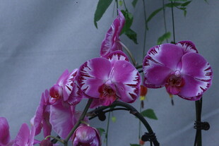 蝴蝶兰  