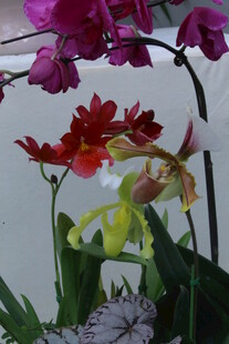 蝴蝶兰  