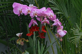 蝴蝶兰 