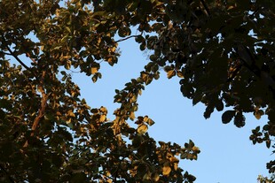 枝叶间的蓝天美景