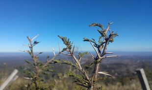 山巅植物望广阔蓝天