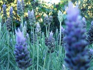 紫色薰衣草花海特写