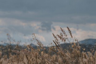 秋日旷野中的芦苇与远山