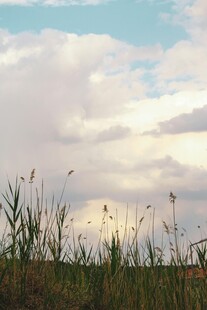 草原上的天空与摇曳野草