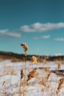 雪后旷野中的枯黄芦苇