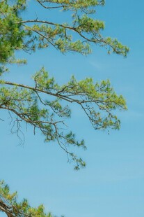 蓝天映衬下的翠绿树枝