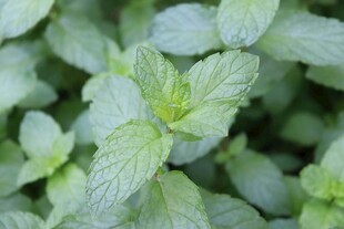 清新薄荷叶特写