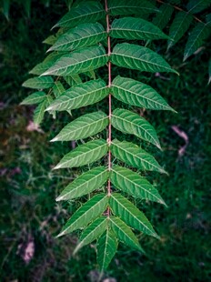 翠绿羽状叶片特写