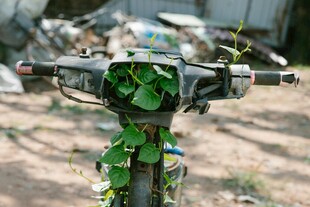 被绿植缠绕的自行车把手