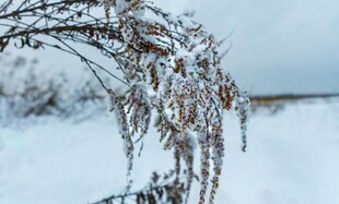 雪覆枝头的冬日美景