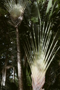 奇特植物的独特形态