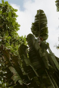 繁茂绿植 展现自然生机