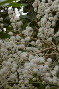 白色繁花绽放枝头