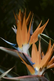 艳丽鹤望兰绽放