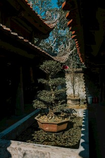 中式庭院中的精致盆景