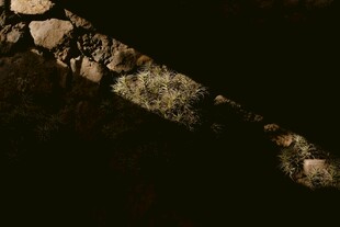 透过枝叶洒下的斑驳光影