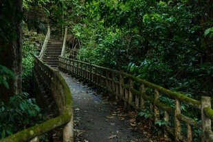 林间木栈道 漫步自然间