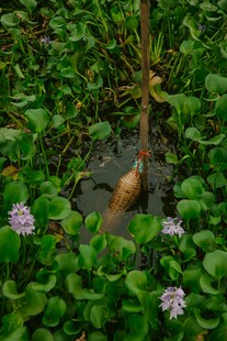 池塘中的水生植物与芋头