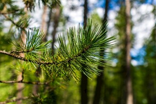 翠绿松枝 展现自然清新