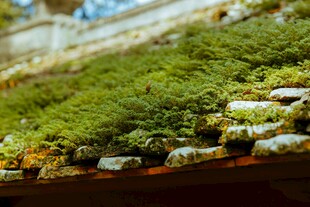 屋顶上的翠绿苔藓景观