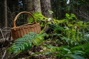 林间草中放置的藤编野餐篮