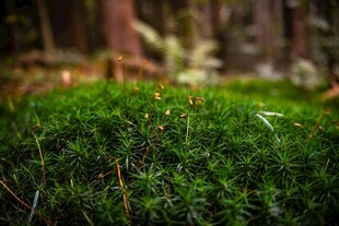 森林中翠绿的苔藓植物