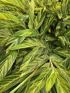 翠绿斑斓的植物叶片特写