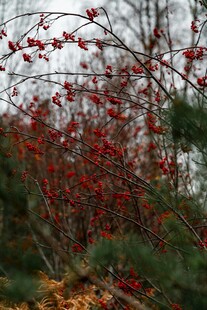 枝头红果映初冬