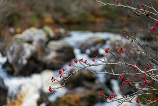 溪边红果与潺潺流水