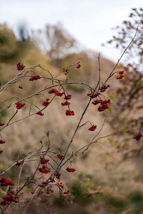 枝头红果 秋日山野景致