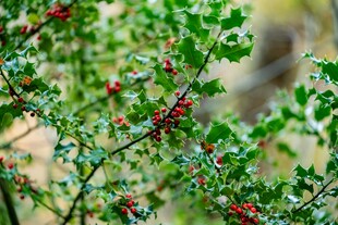 绿叶红果的生机植物
