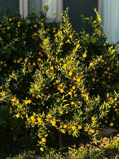 阳光下绽放的黄色花丛