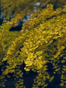 金黄树叶特写
