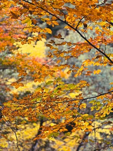 秋日斑斓树枝美景