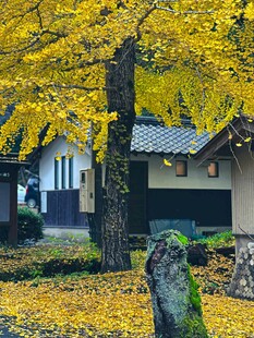 秋日银杏下的古朴小屋