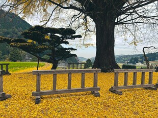 秋日树下金黄美景