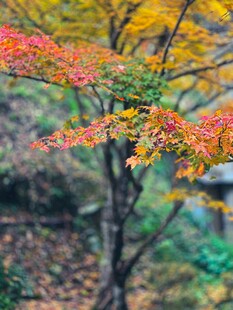 秋日斑斓树枝美景