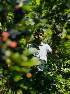 果园中劳作的人