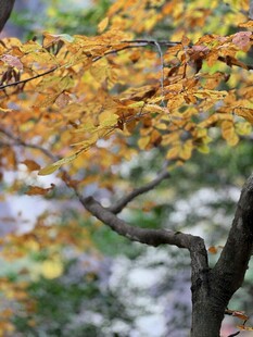 秋日枝头斑斓黄叶